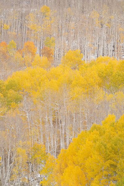 Jaynes Gallery 아티스트의 USA-Colorado-Uncompahgre National Forest Aspens after autumn snowstorm작품입니다.